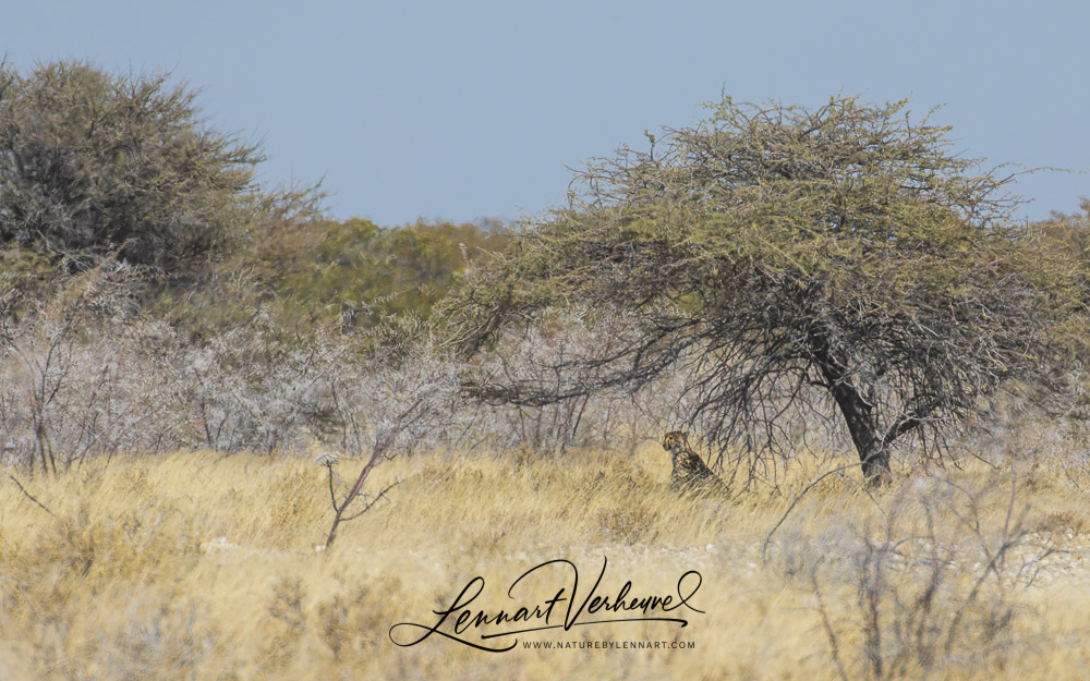 Cheetah (Namibia)