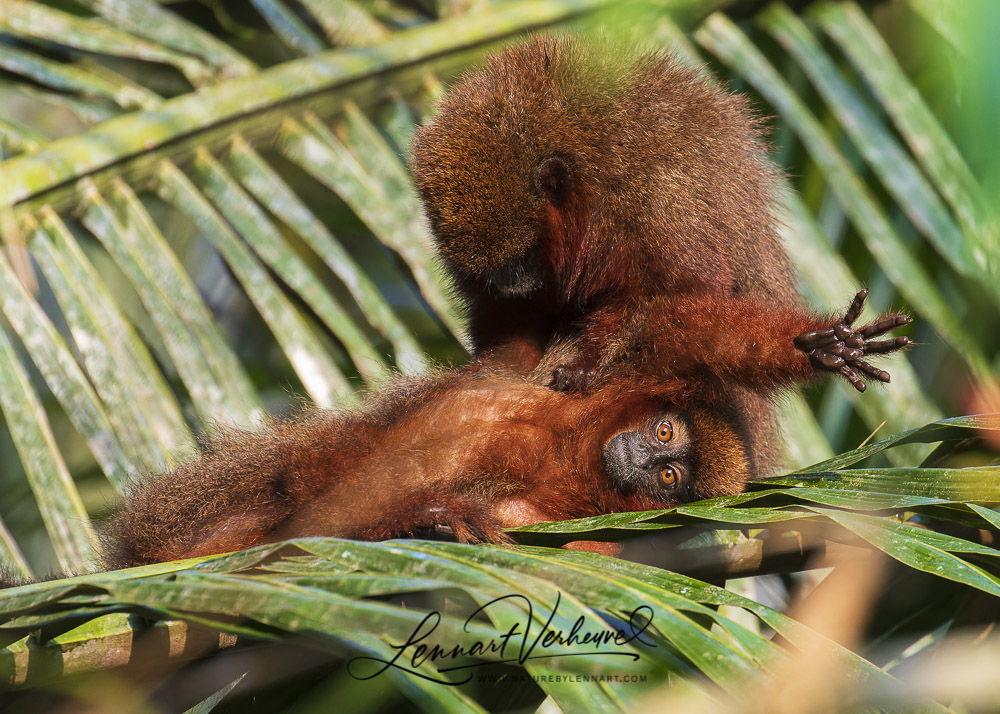 Dusky Titi Monkey (Peru)