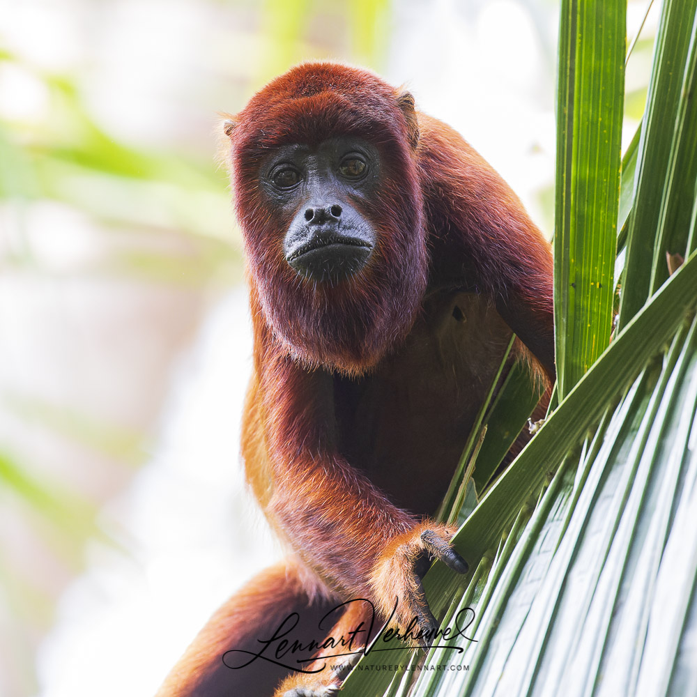 Juruá Red Howler Monkey (Peru)