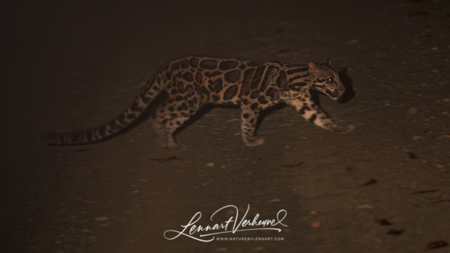 Sunda Clouded Leopard