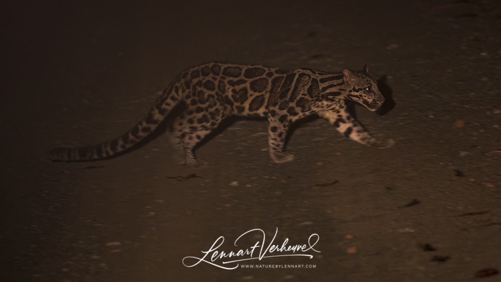 Sunda Clouded Leopard (Malaysia, Borneo)