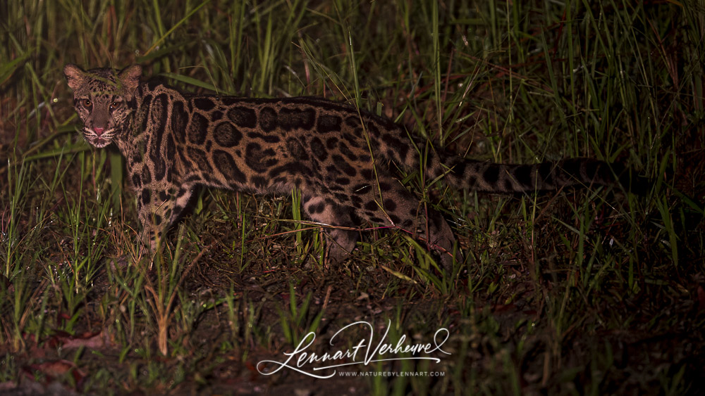 Sunda Clouded Leopard (Malaysia, Borneo)