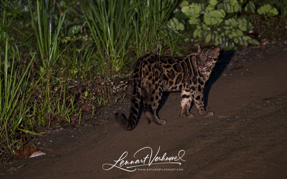 Sunda Clouded Leopard (Malaysia, Borneo)