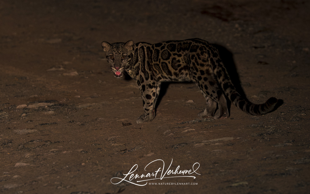 Sunda Clouded Leopard (Malaysia, Borneo)