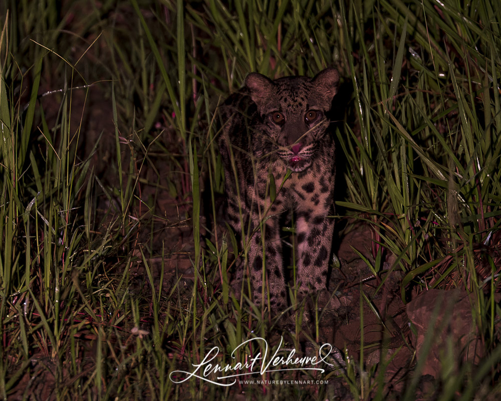 Sunda Clouded Leopard (Malaysia, Borneo)