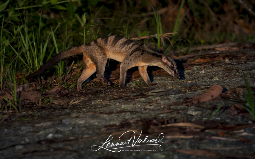 Banded Civet (Malaysia, Borneo)