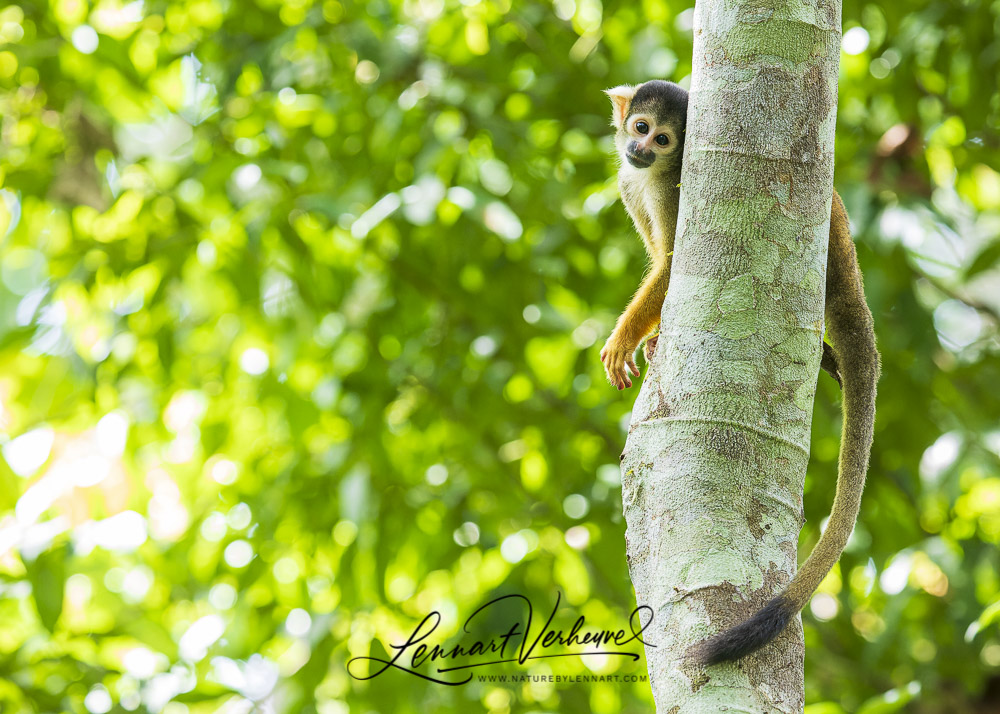 Bolivian Squirrel Monkey (Peru)