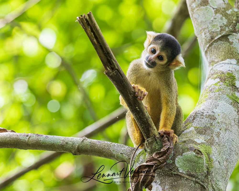 Bolivian Squirrel Monkey (Peru)