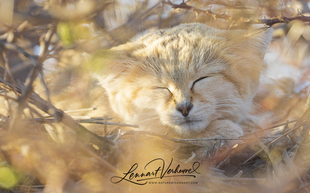 Sand Cat (Morocco, Western Sahara)