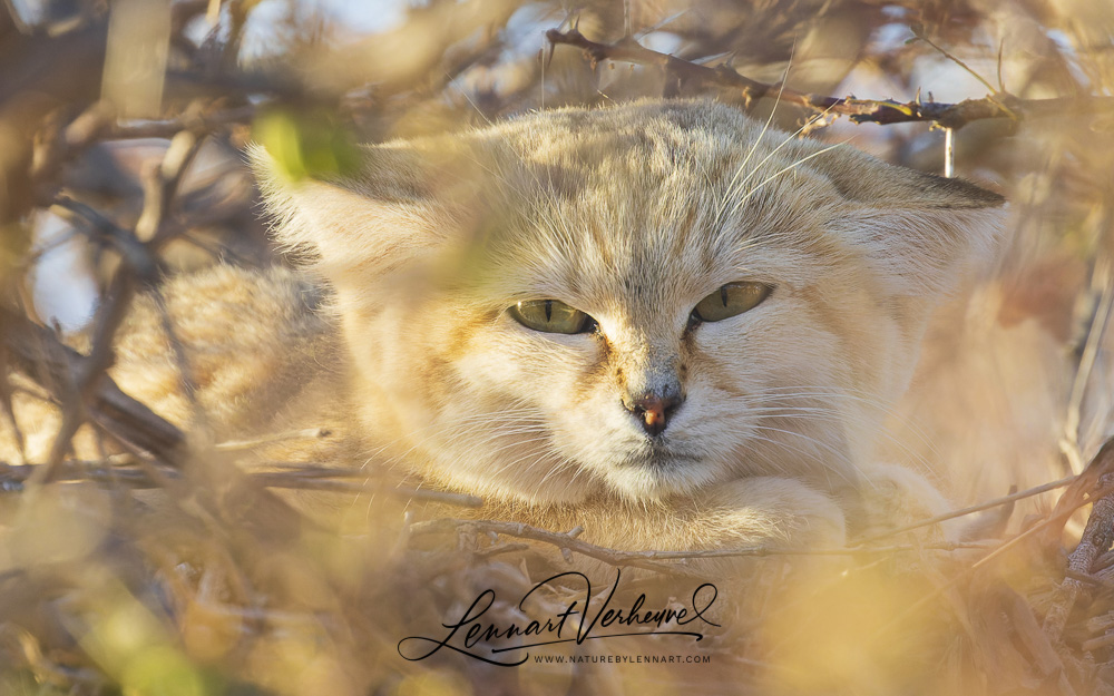 Sand Cat (Morocco, Western Sahara)