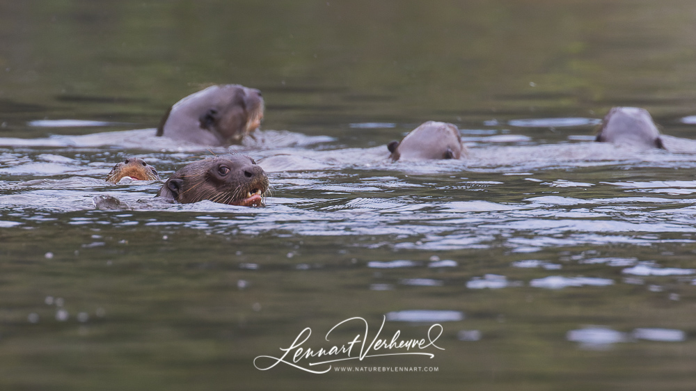 Giant Otter (Peru)