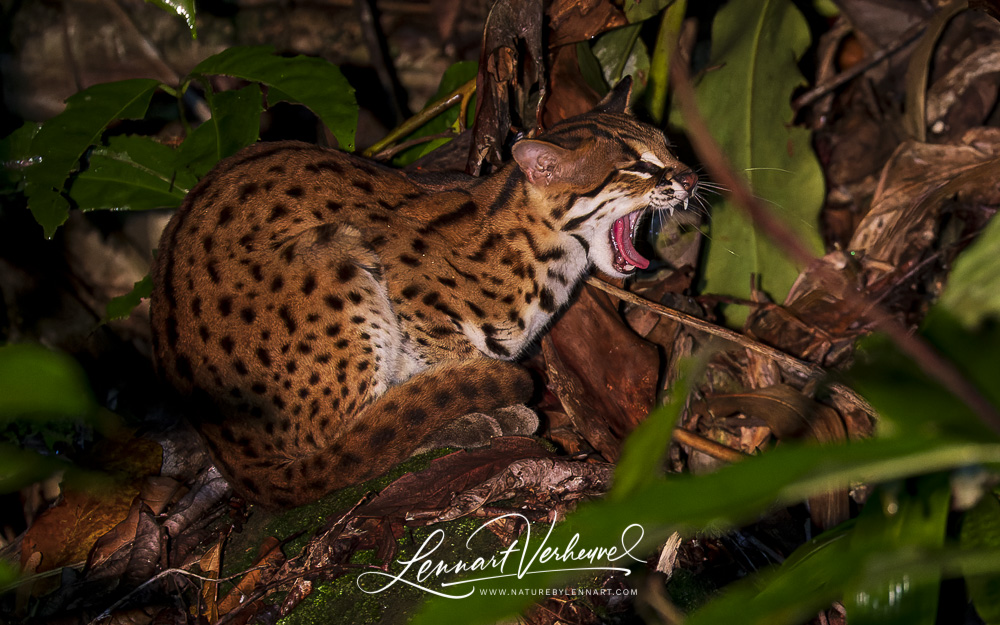 Sunda Leopard Cat (Malaysia, Borneo)