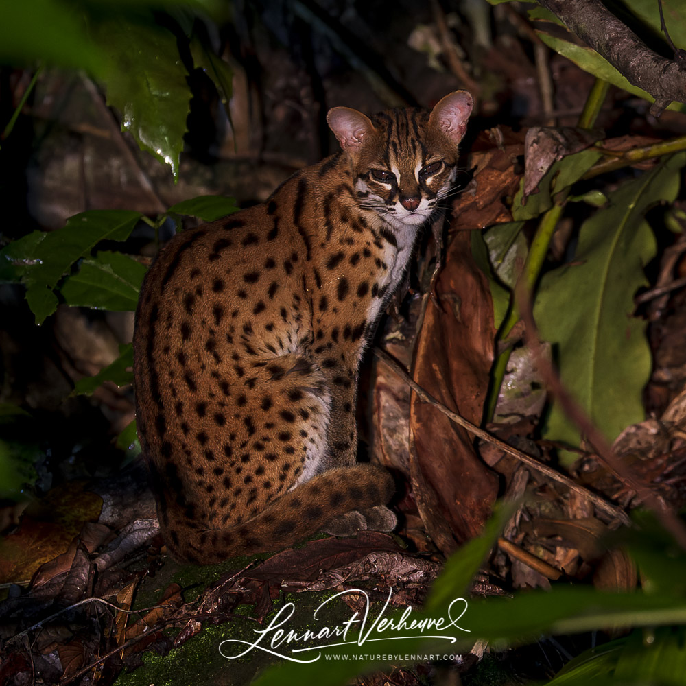 Sunda Leopard Cat (Malaysia, Borneo)