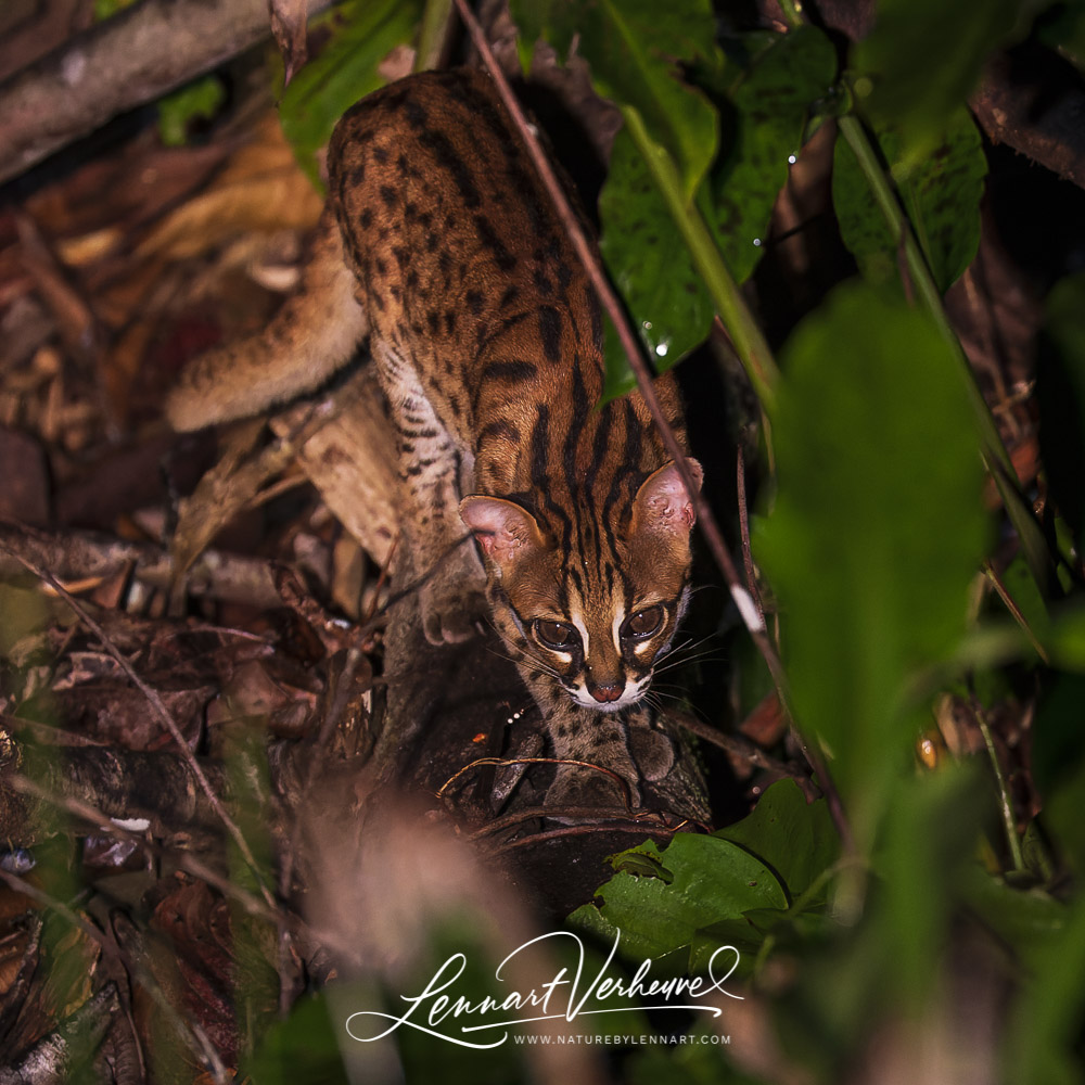 Sunda Leopard Cat (Malaysia, Borneo)