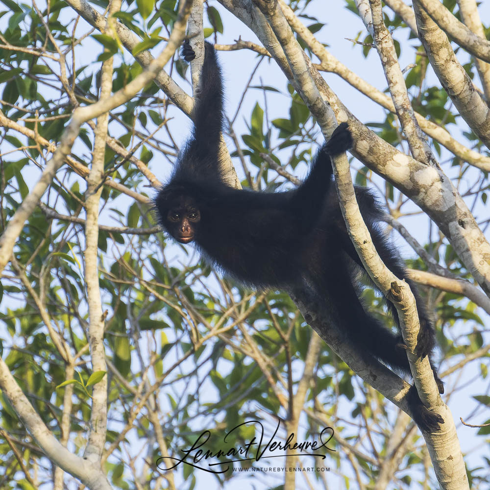 Black Spider Monkey (Bolivia)