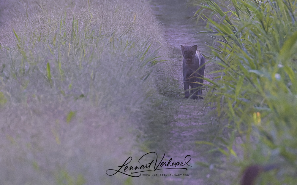 Jaguarundi (Bolivia)