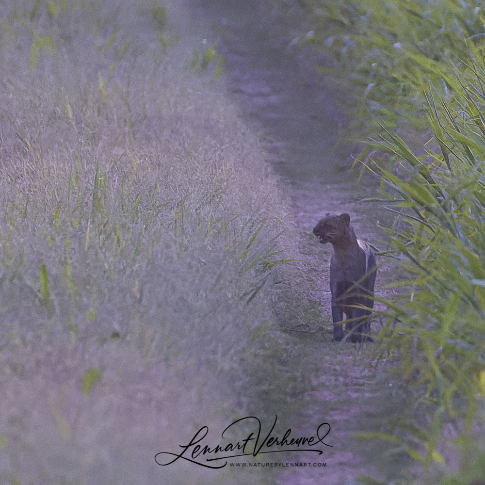 Jaguarundi (Bolivia)