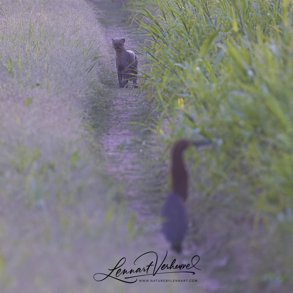 Jaguarundi (Bolivia)