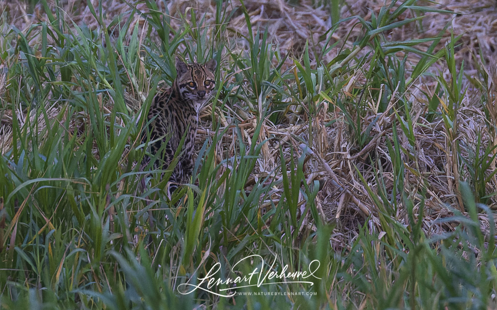 Ocelot (Bolivia)