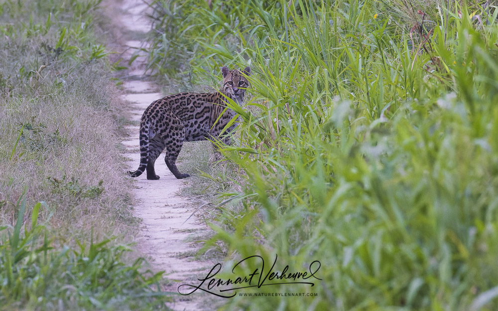 Ocelot (Bolivia)