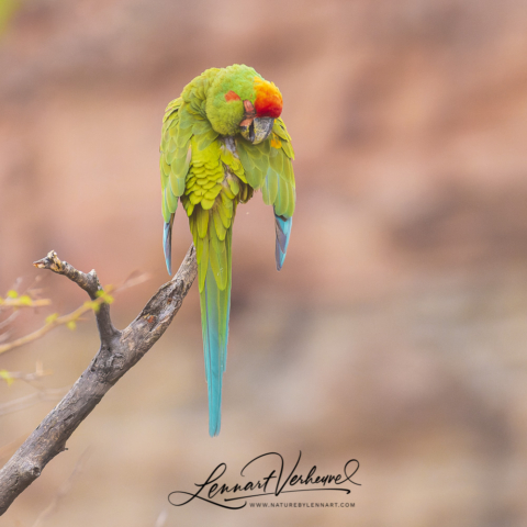 Red-fronted Macaw (Bolivia)