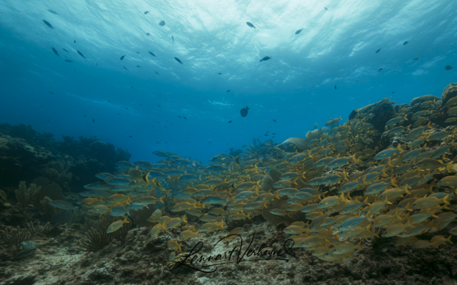 A school of fishes