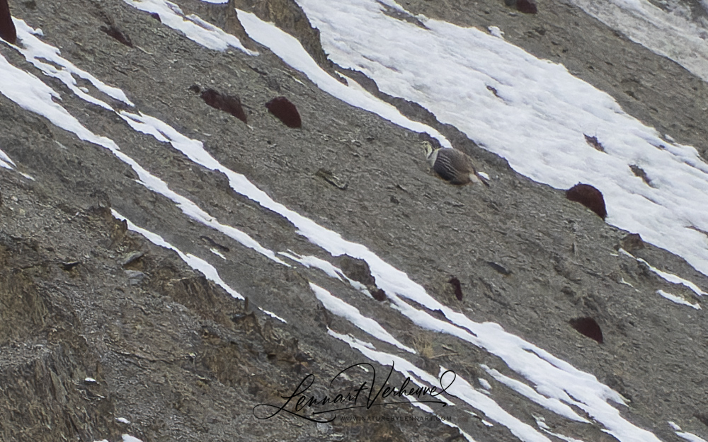 Snow Leopard a.k.a Grey Ghosts of Himalaya are very rare to find.