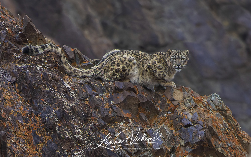 The Grey Eyed Leopard - snow leopard, animals, big cats, felines, cats,  leopards