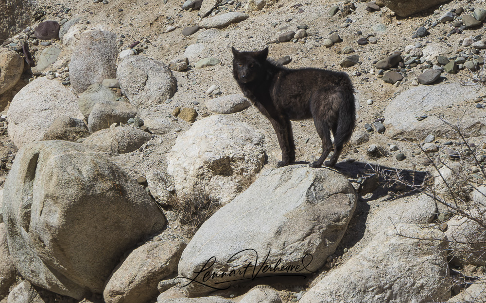 Pallas's cat's sightings become more common in Ladakh