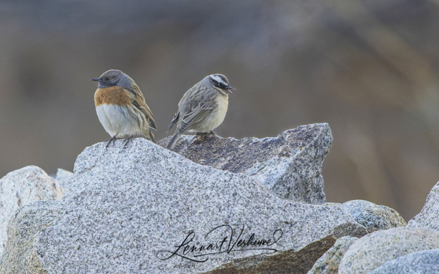 Robin Accentor and Brown Accentor