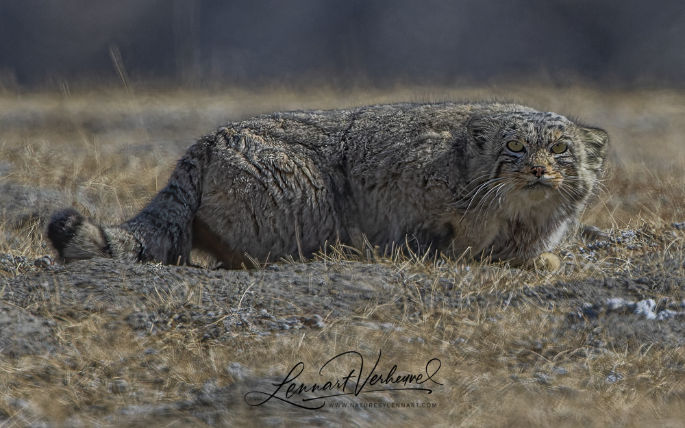 Grumpy Looking Pallas Cats