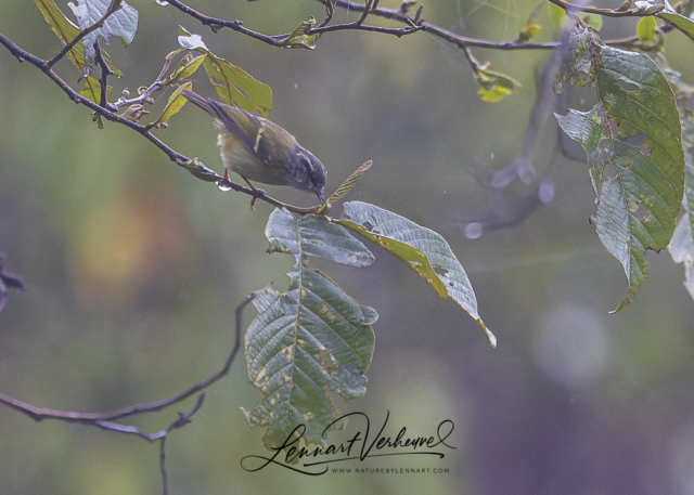 Ashy-throated Warbler