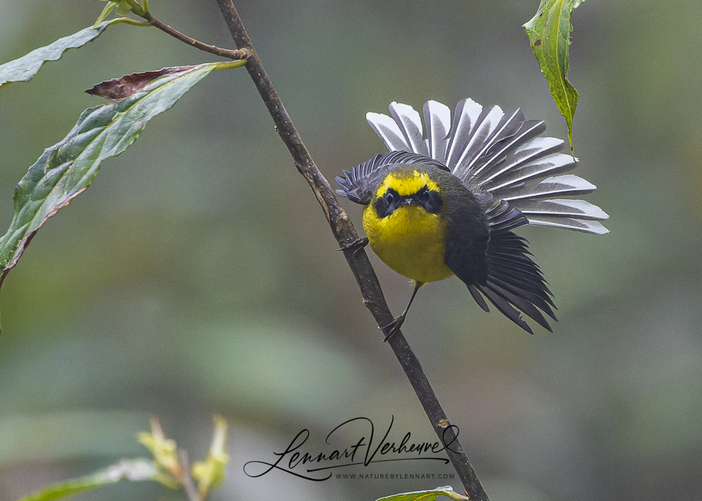 Yellow-bellied Fantail