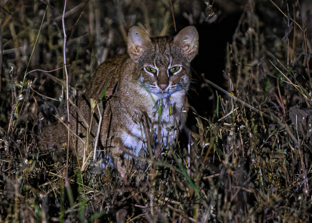 Rusty-spotted Cat