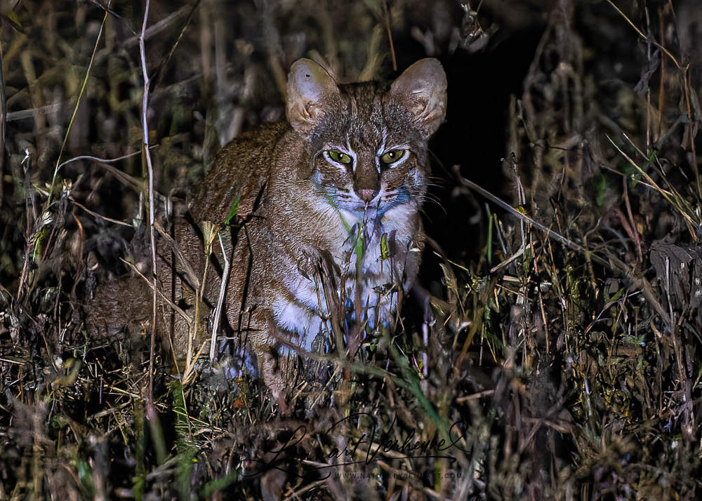 Pallas's cat's sightings become more common in Ladakh