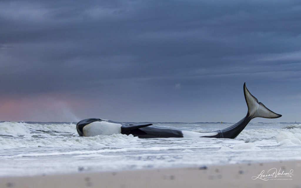 Orca (Netherlands)