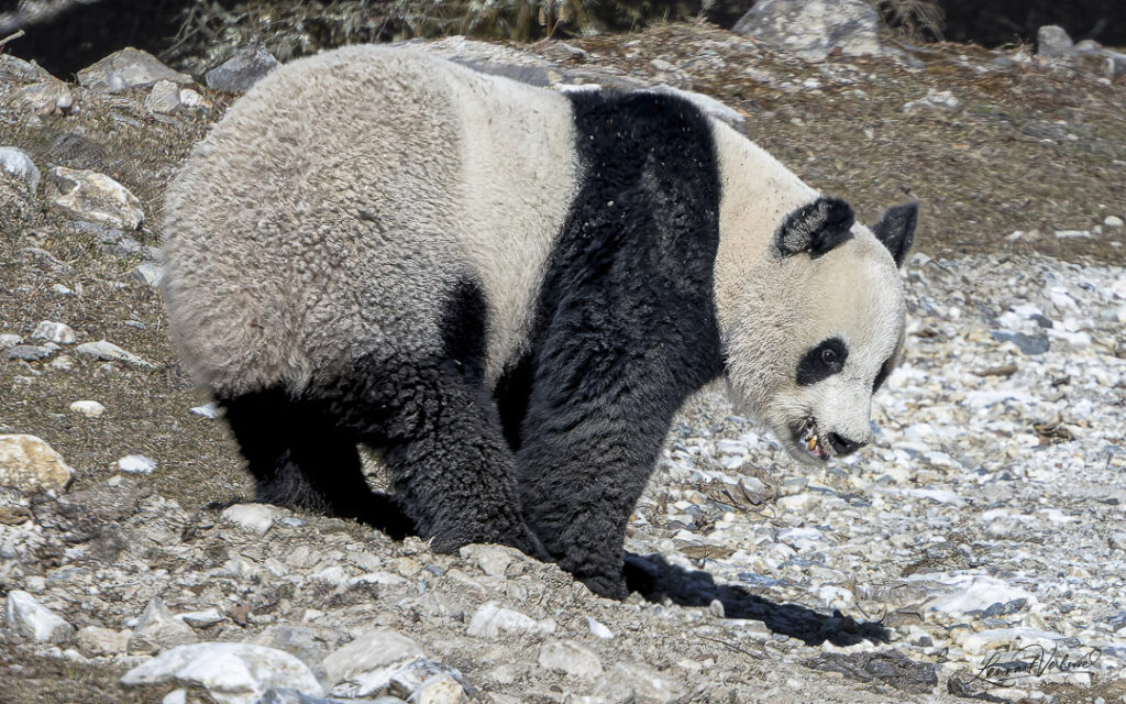 Giant Panda (China)