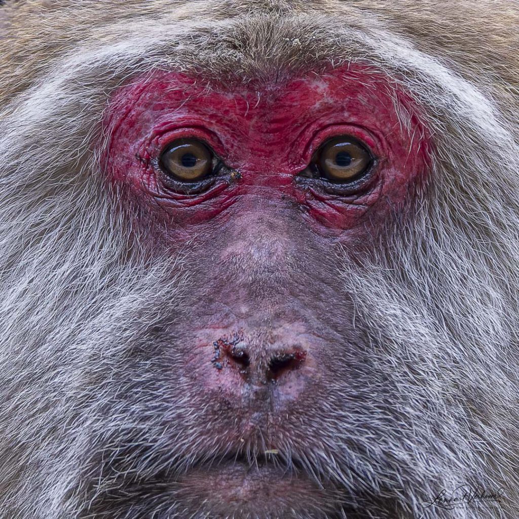 Tibetan Macaque (China)