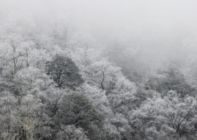 Forest in the mountains of Sichuan (China)