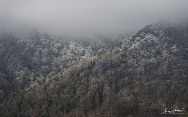 Forest in the mountains of Sichuan (China)