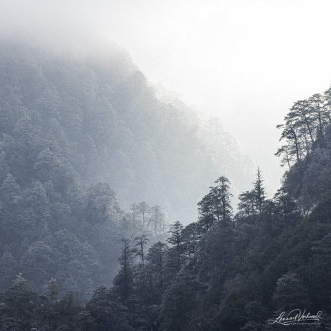 Forest in the mountains of Sichuan (China)