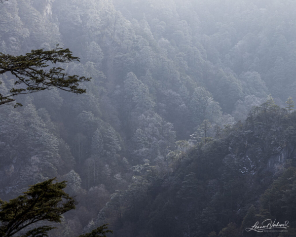 Forest in the mountains of Sichuan (China)