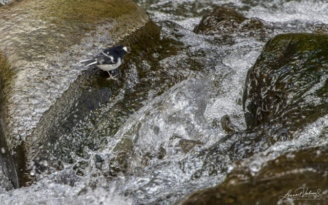 Little Forktail (China)