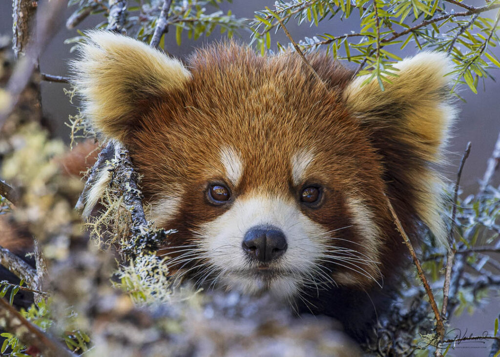 Red Panda (China)