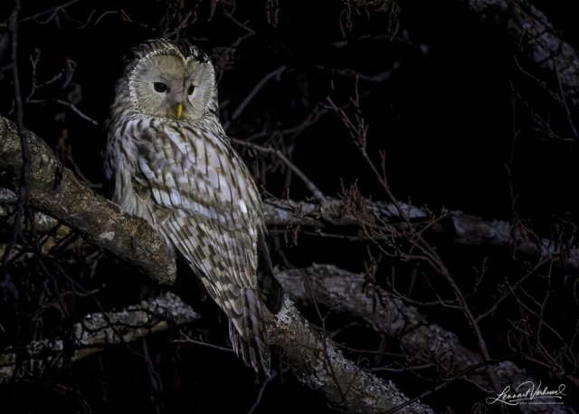 Ural Owl (Estonia)