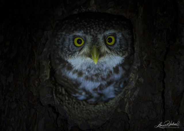 Pygmy Owl (Estonia)