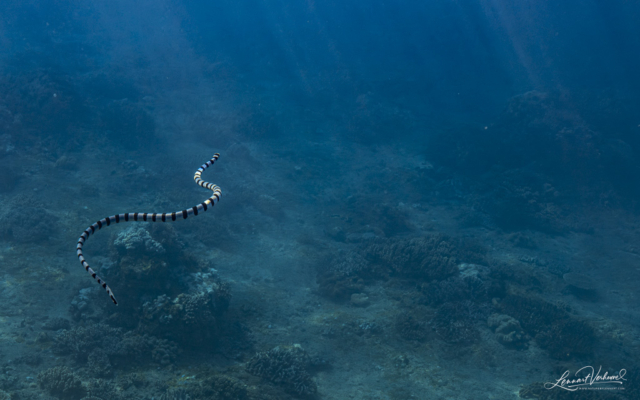 Yellow-lipped Sea Krait (Timor-Leste)