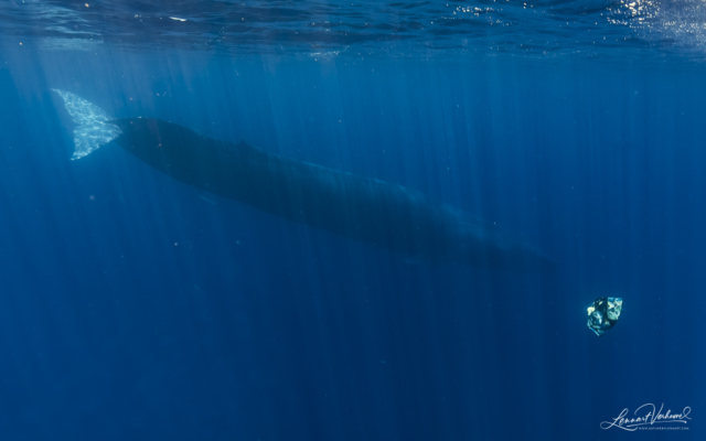 Blue Whale (Timor-Leste)