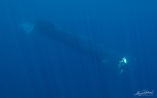 Blue Whale (Timor-Leste)