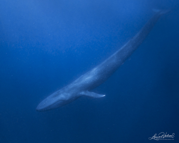 Blue Whale (Timor-Leste)